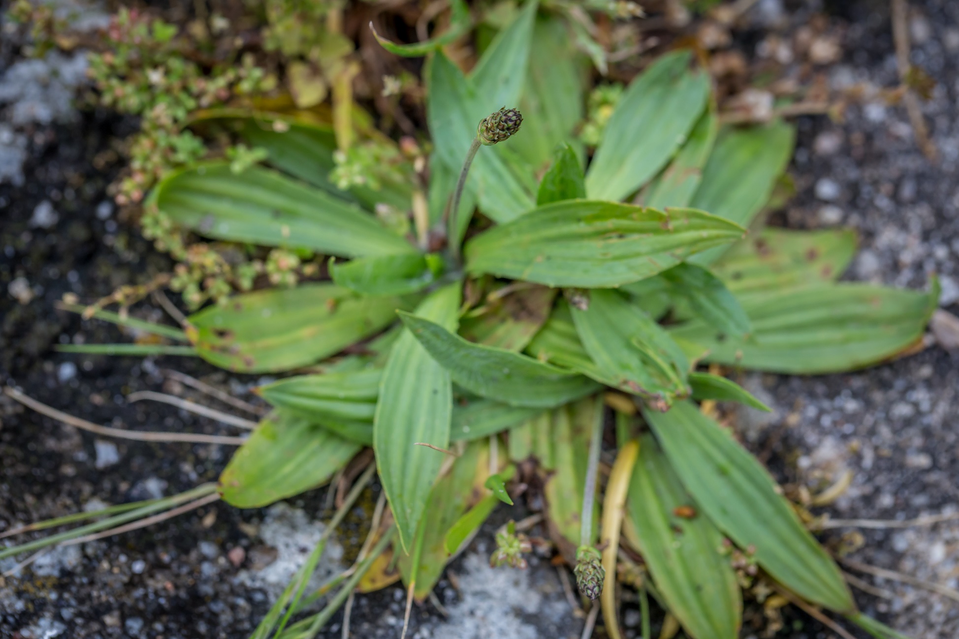 Image result for plantago lanceolata