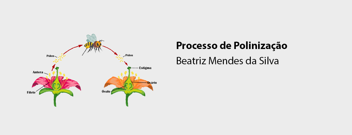 Processo de Polinização