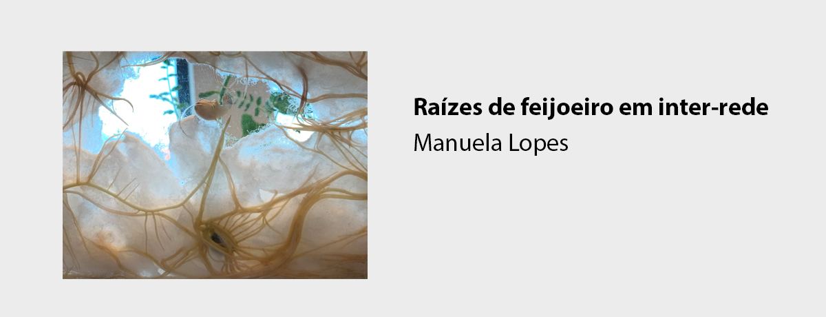 Raízes de feijoeiro em inter-rede