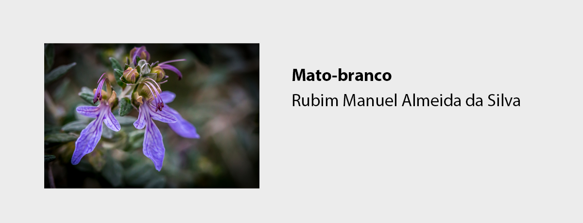 Mato-branco
