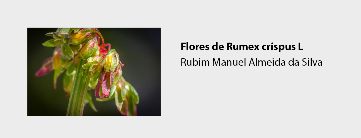 Flores de Rumex crispus L