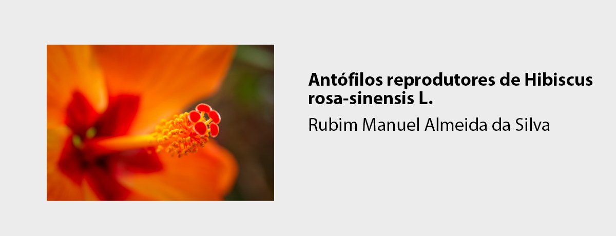Antófilos reprodutores de Hibiscus rosa-sinensis L.