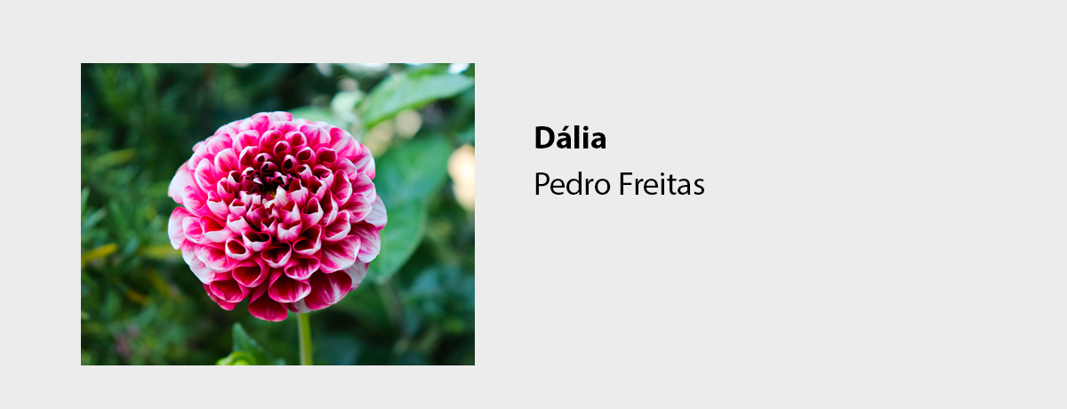 Dália