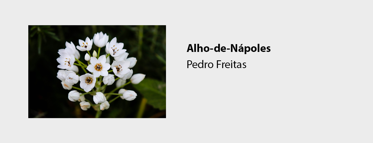 Alho-de-Nápoles