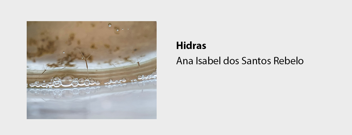 Hidras