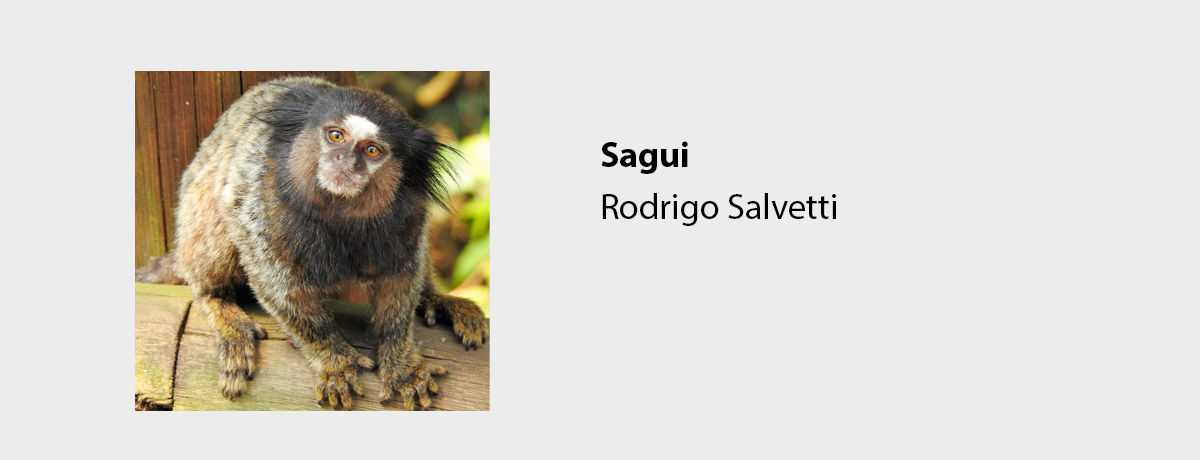 Sagui