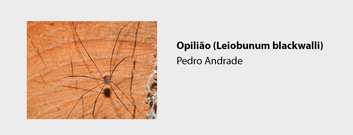 Opilião (Leiobunum blackwalli)