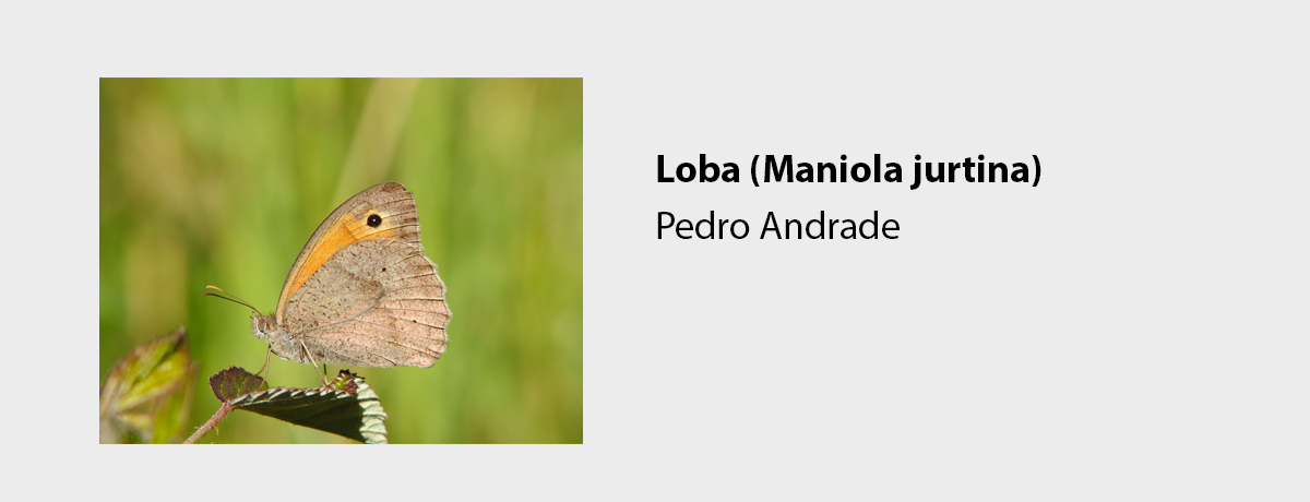 Loba (Maniola jurtina)