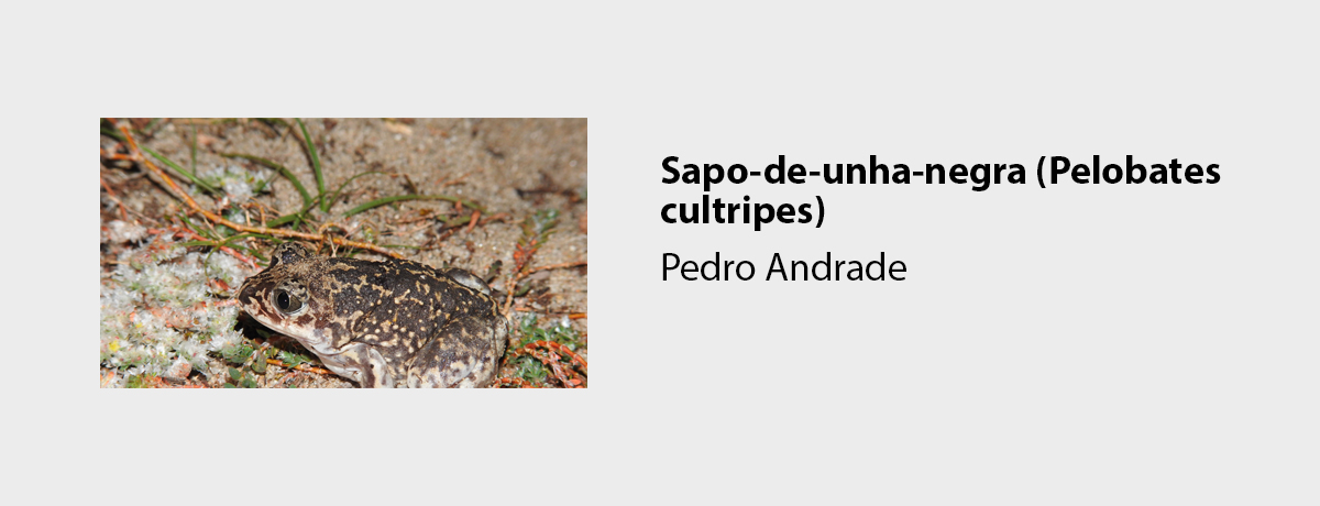Sapo-de-unha-negra (Pelobates cultripes)