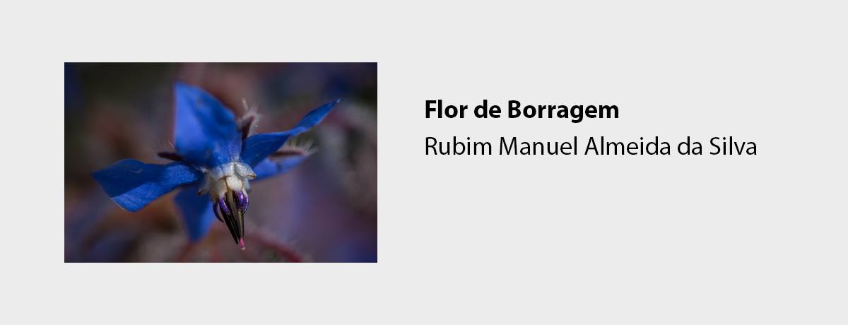 Flor de Borragem