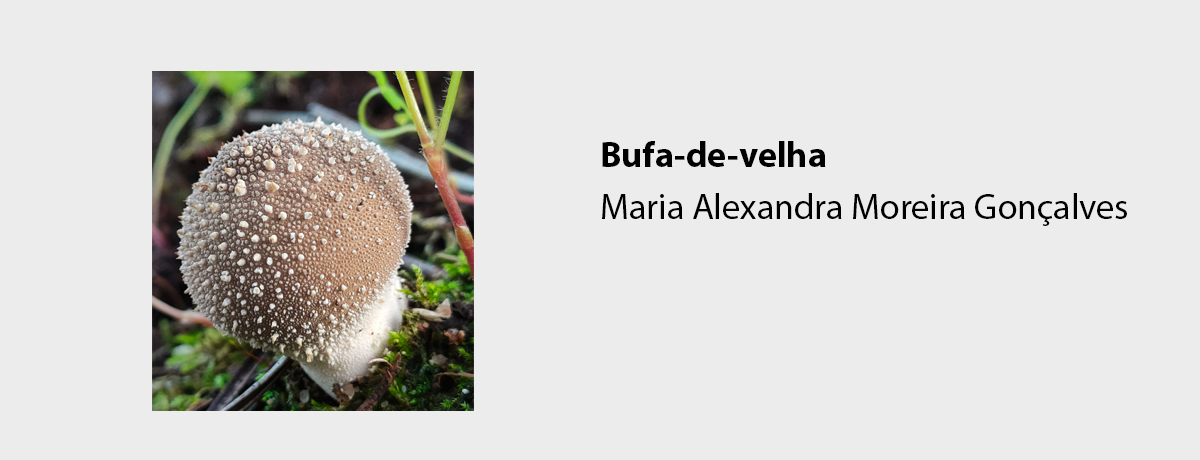 Bufa-de-velha