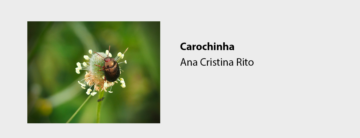 Carochinha