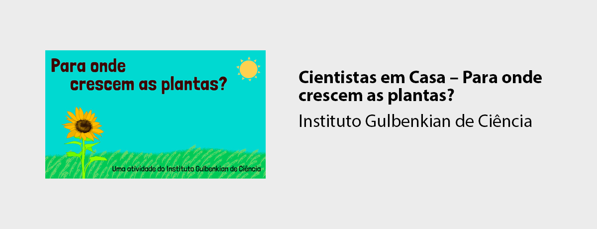 Cientistas em Casa – Para onde crescem as plantas?