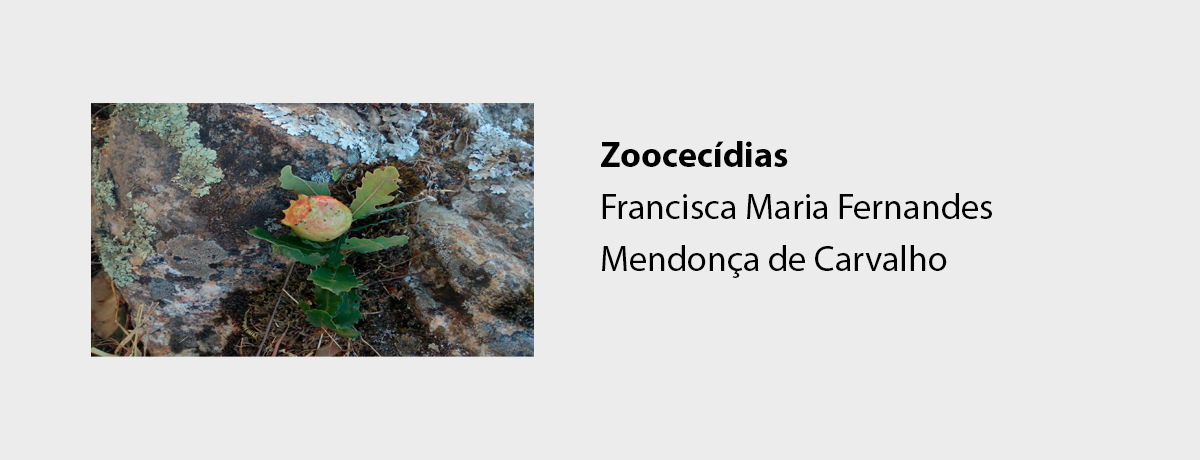 Zoocecídias