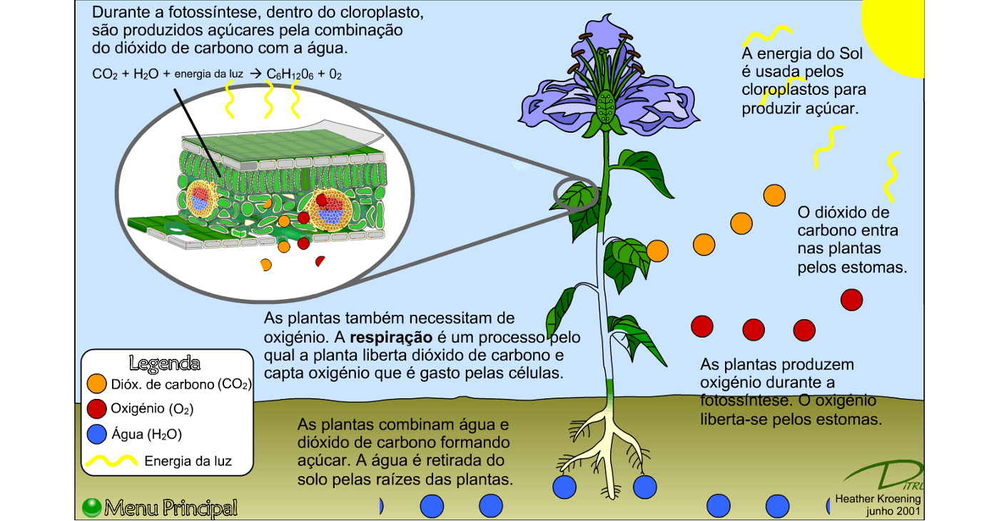 Atividade - As Plantas e A Fotossíntese - Tudo Sala de Aula