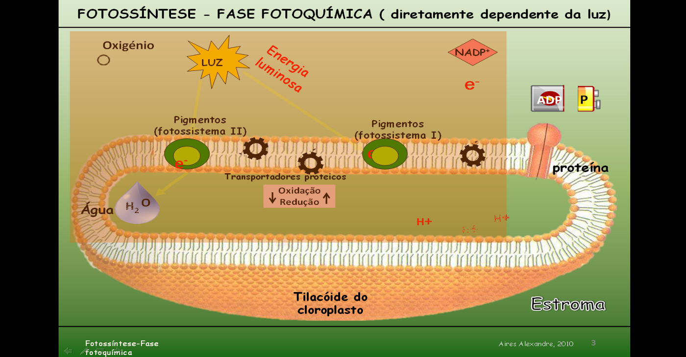 Casa Das Ci ncias Fotoss ntese Fase Fotoqu mica Casa Das Ci ncias Fotoss ntese Fase Fotoqu mica
