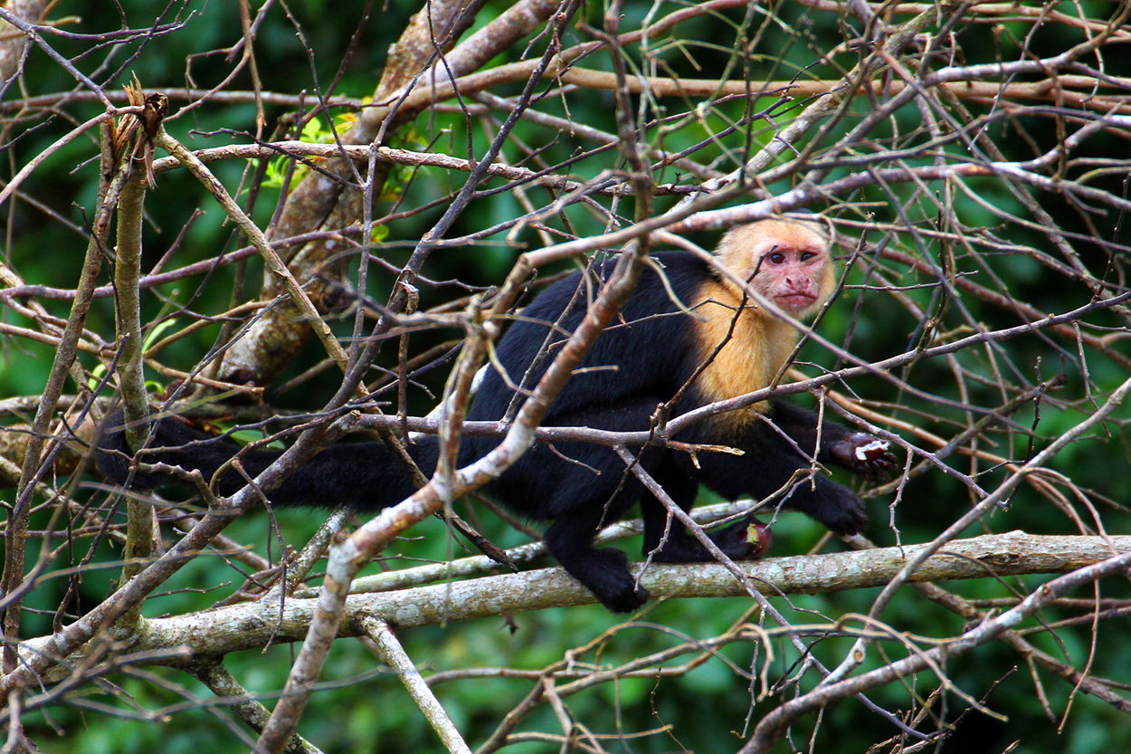 Macaco-prego-de-cara-branca Fotografia, Fotos