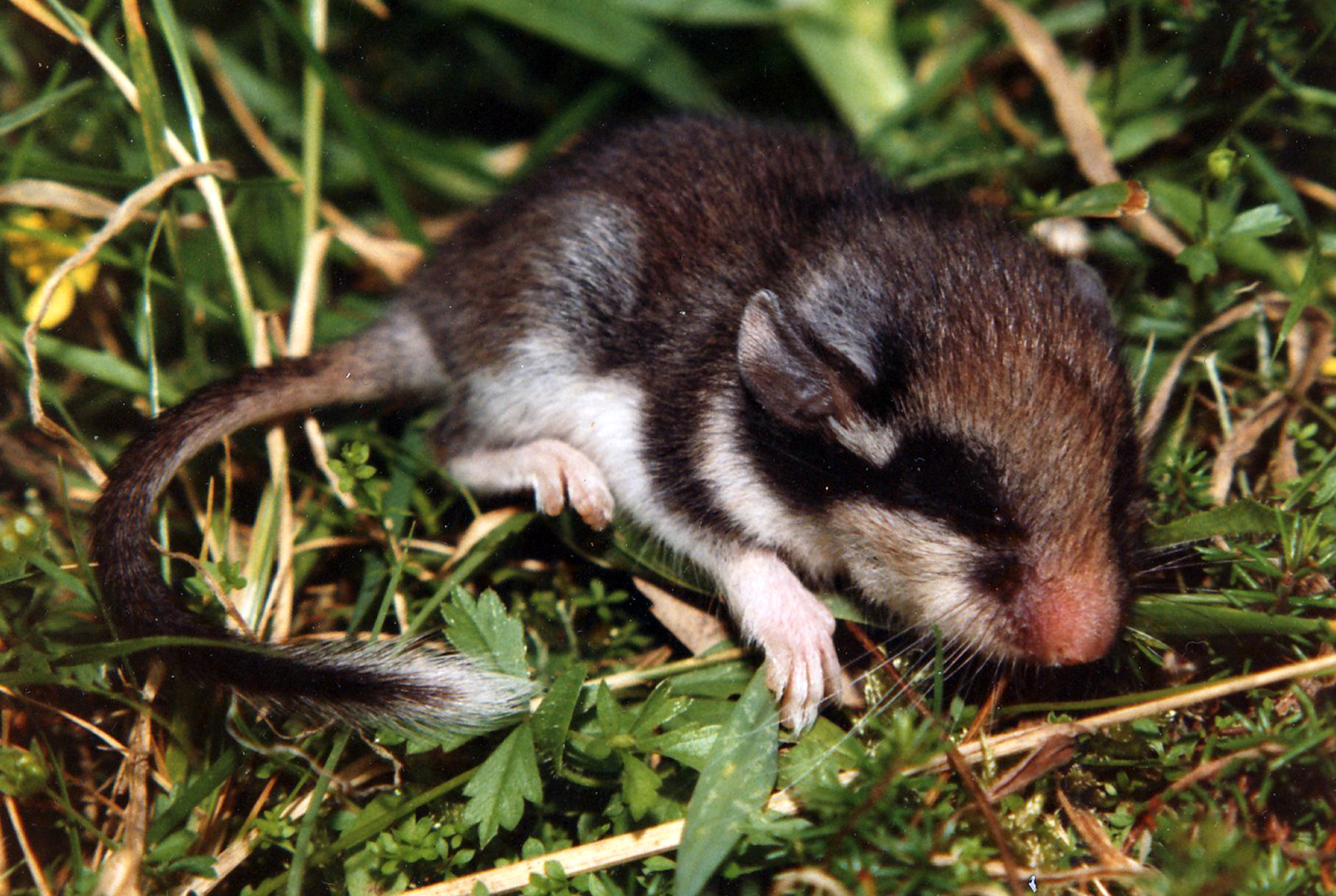 Morcego-rato-pequeno e Morcego-rato-grande - Banco de Imagens da Casa das  Ciências