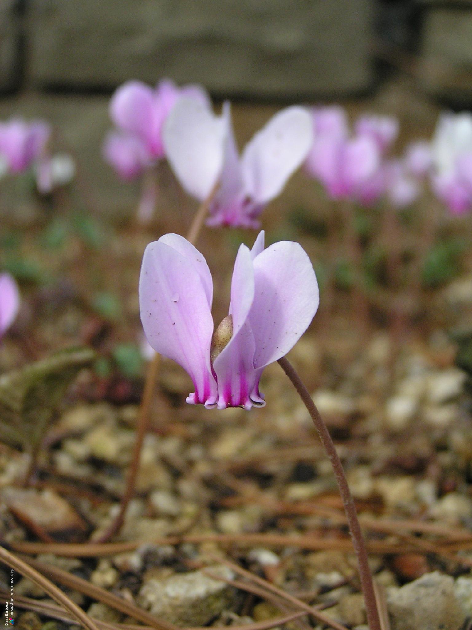 Flor - Cíclame - Banco de Imagens da Casa das Ciências