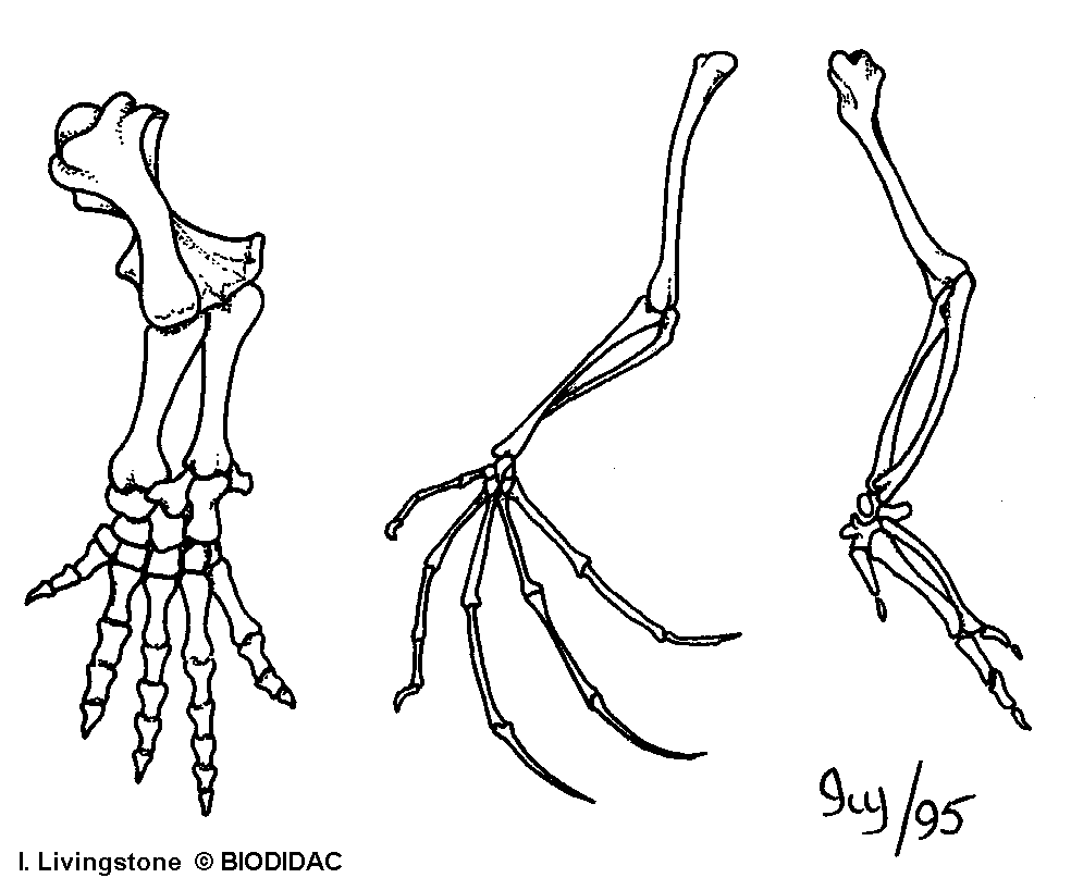 Desenho de Opilião para colorir  Desenhos para colorir e imprimir