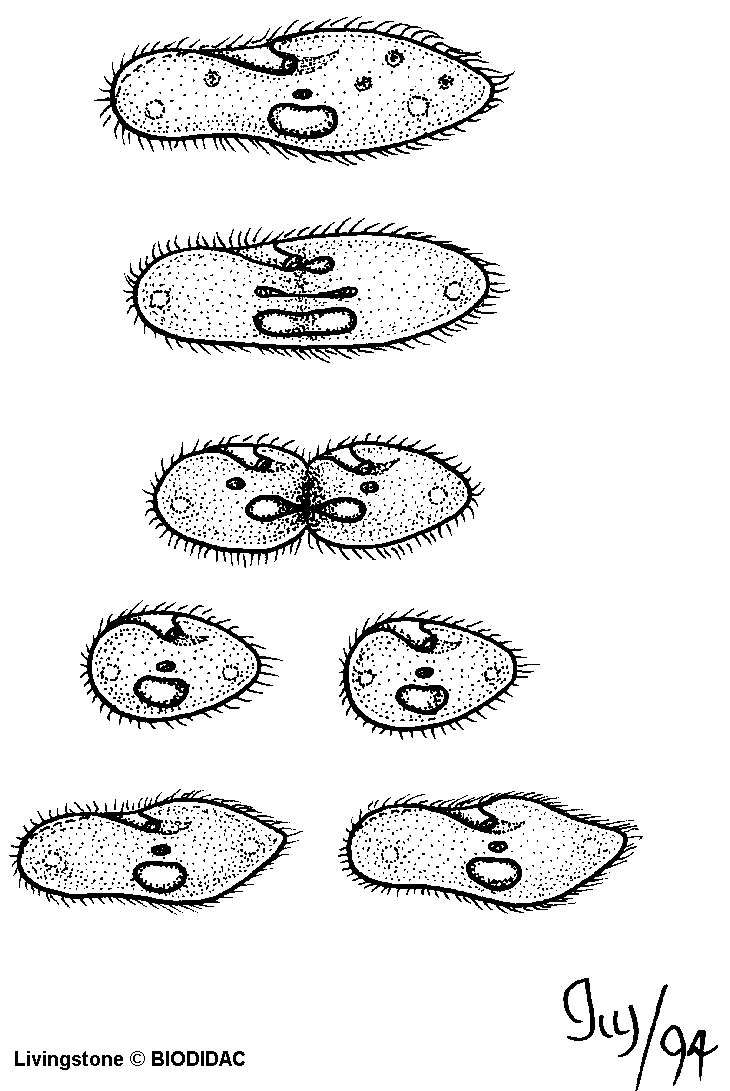 Paramecias - O Meu Site