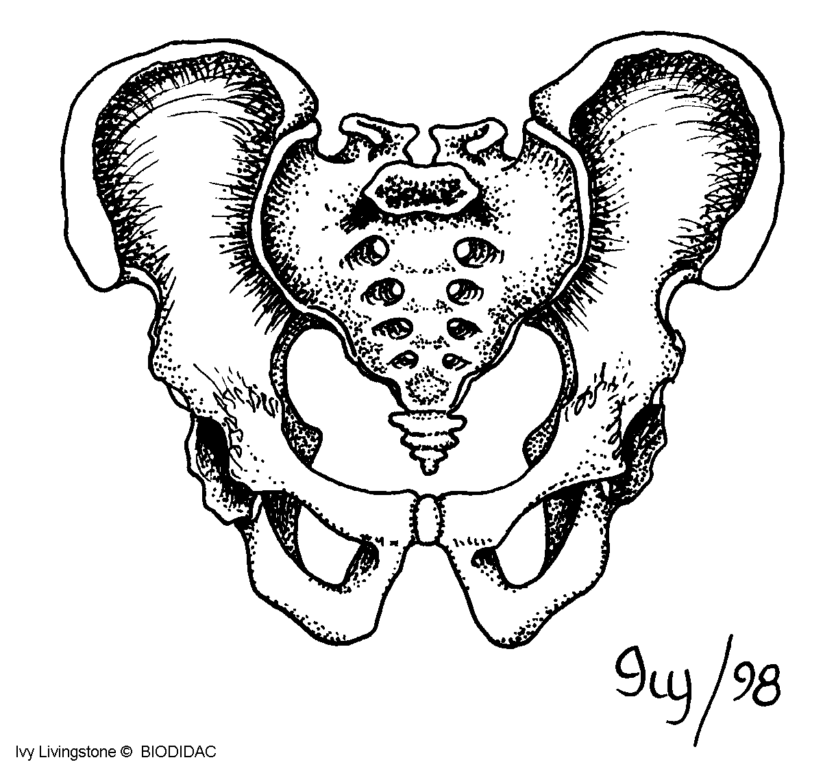 Homo sapiens - ossos da cintura pélvica - Banco de Imagens da Casa