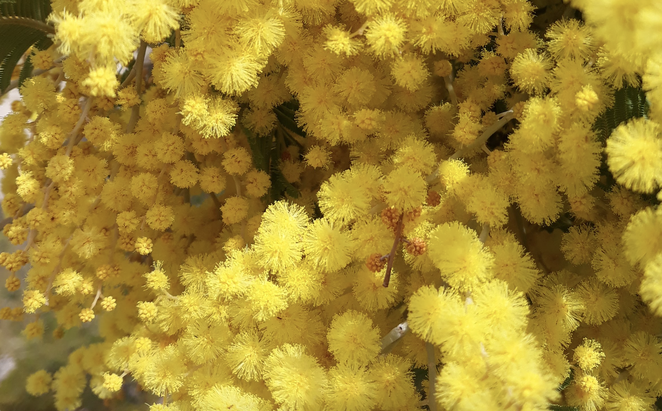 Flores de mimosa - Banco de Imagens da Casa das Ciências